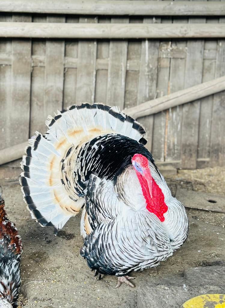 Broedeieren ronqiere kalkoenen., Dieren en Toebehoren, Pluimvee, Kalkoen, Geslacht onbekend