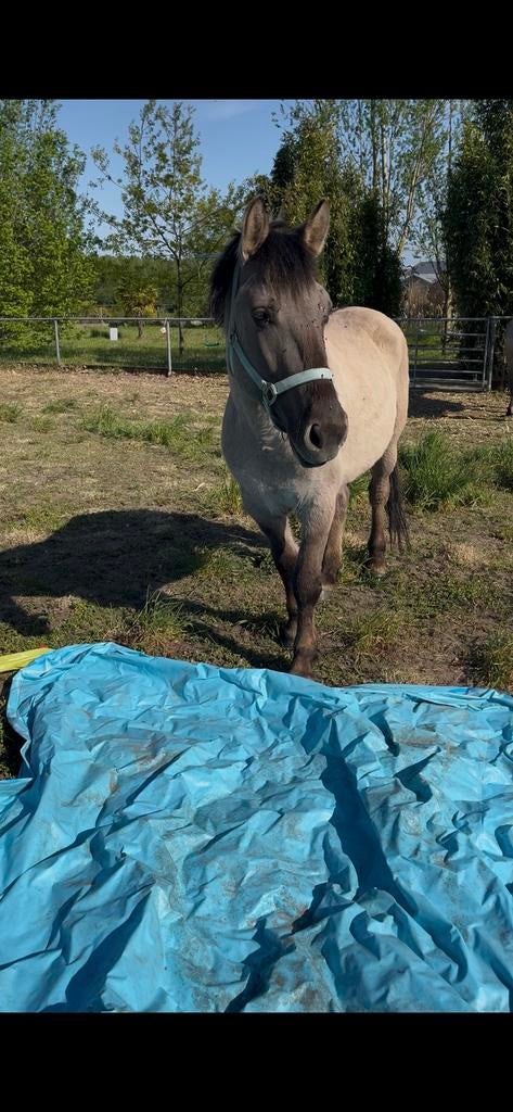 Doodbrave beginners pony, Dieren en Toebehoren, Ruin, Zadelmak, 3 tot 6 jaar, C pony (1.27m tot 1.37m)