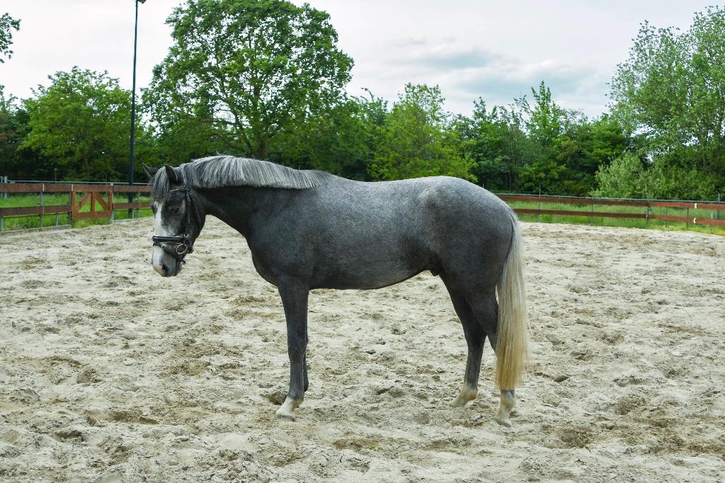Super brave 3 jarige D-pony ruin 1.46m licht zadelmak, Dieren en Toebehoren, Paarden, Gechipt, Springpaard, Minder dan 160 cm