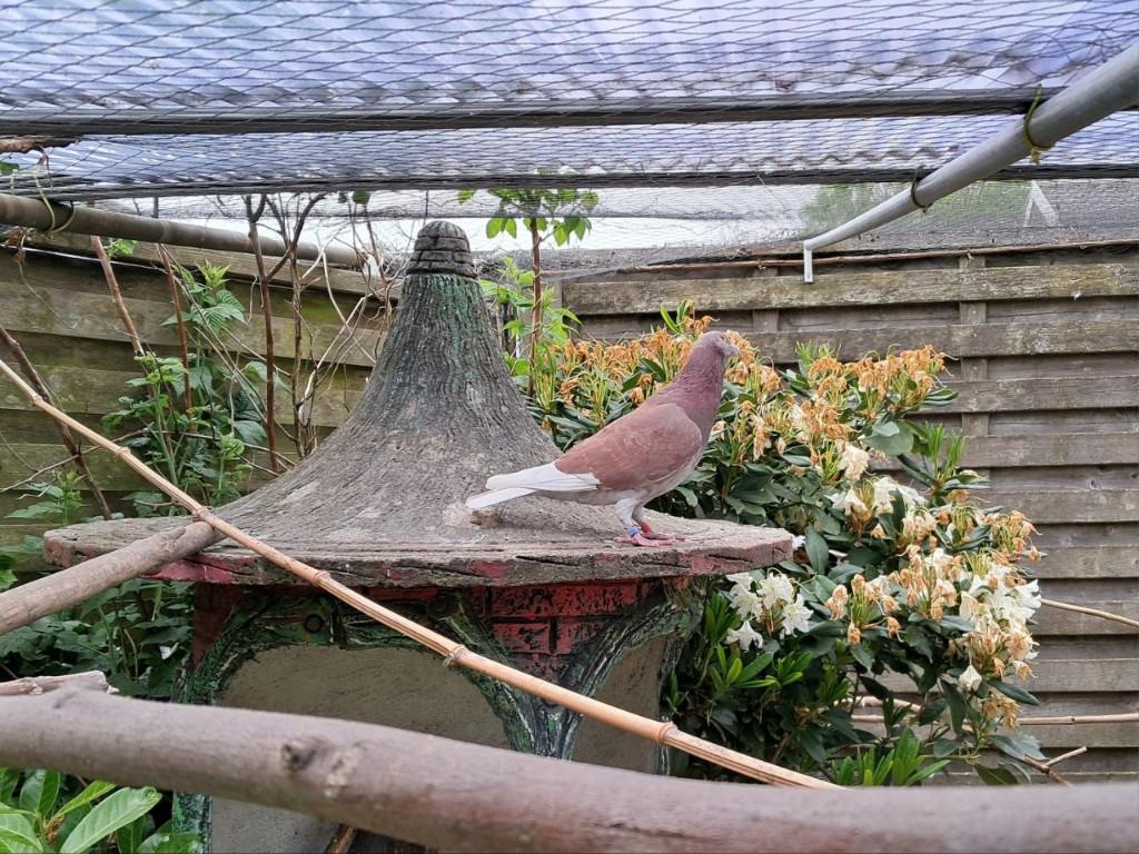 2 mannelijke reisduiven. Dringend!, Dieren en Toebehoren, Vogels | Duiven, Mannelijk, Postduif