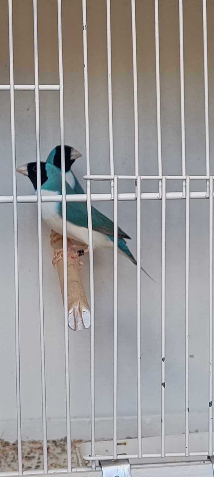 blauwe gouldamadine, Dieren en Toebehoren, Mannelijk, Tropenvogel