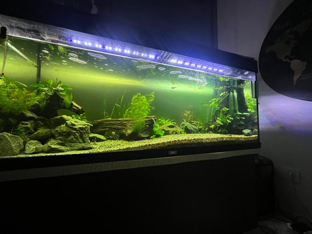 Aquarium juwel, Dieren en Toebehoren, Ophalen, Zo goed als nieuw, Filter, Eheim
