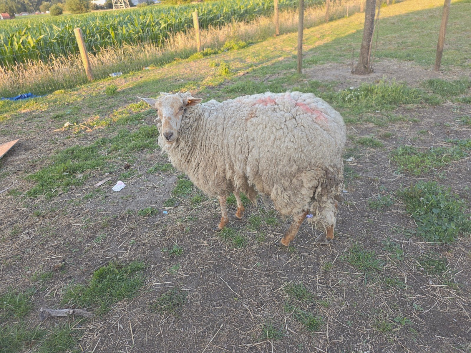 Voskop ram, Mâle, 0 à 2 ans