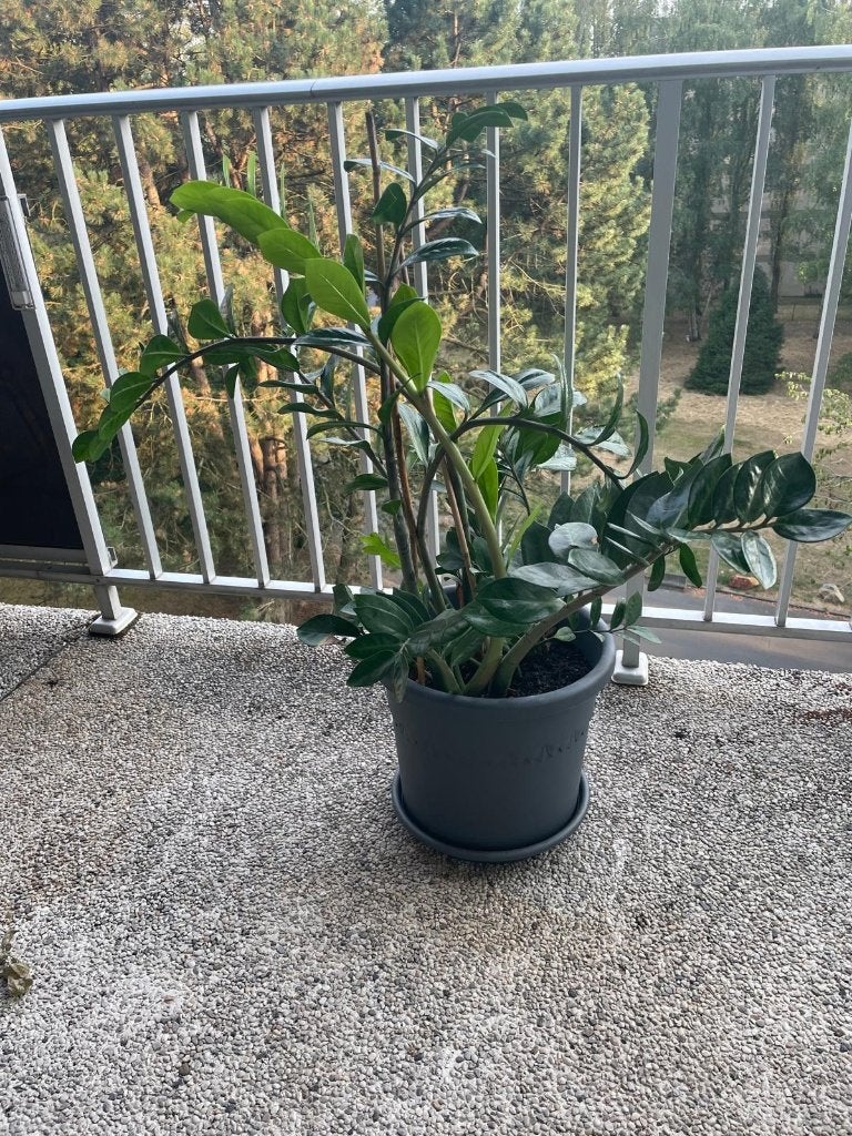 Zamioculcas, Huis en Inrichting, Kamerplanten, Ophalen, Overige soorten, Halfschaduw, In pot