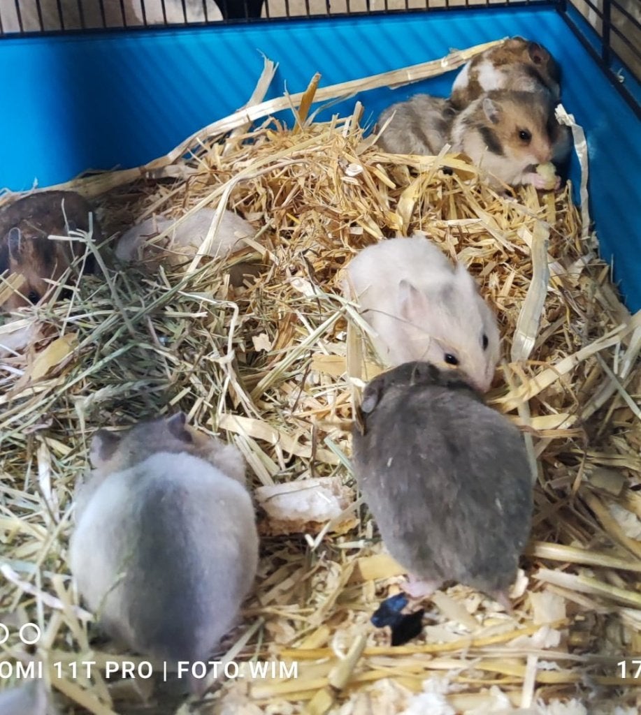 Syrische Hamsters (goudhamster), Dieren en Toebehoren, Augustus, Meerdere dieren, Hamster