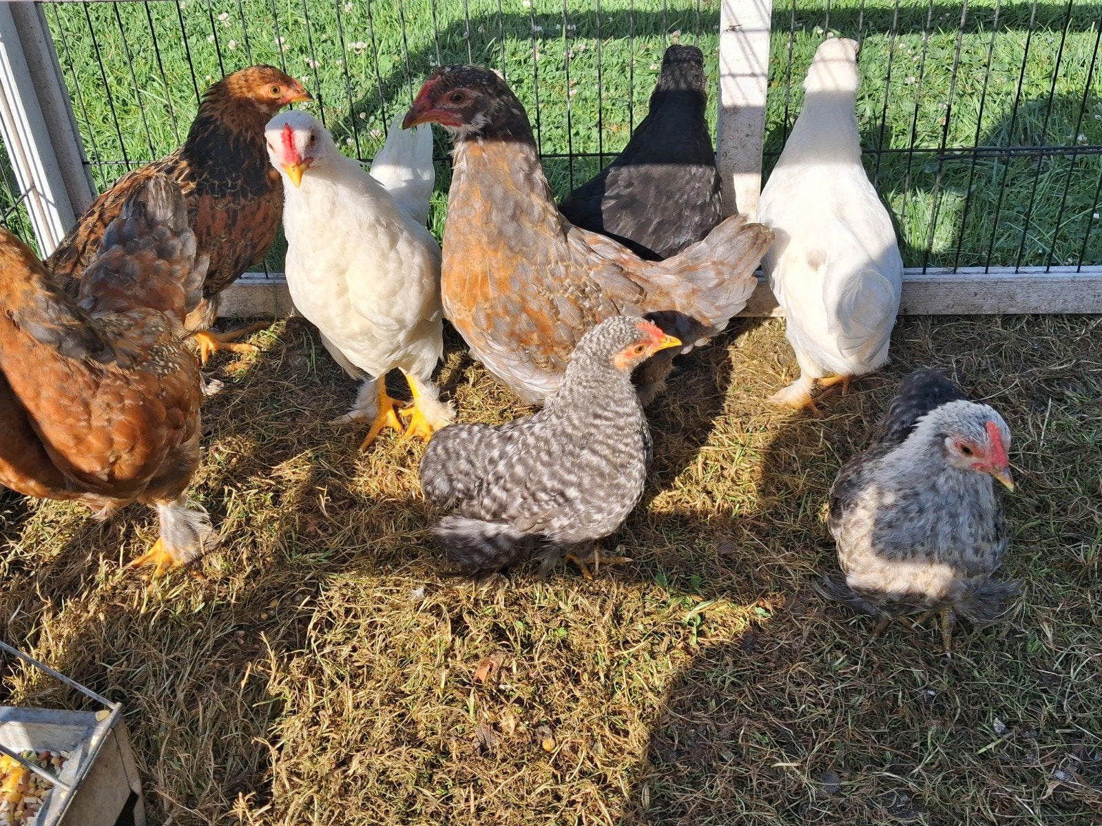 Gratis hanen cochin brahma goudpatrijs