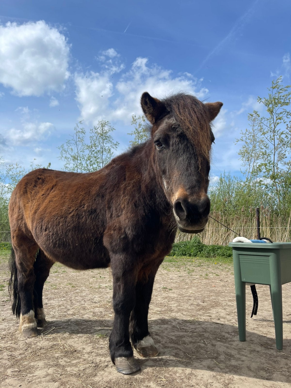 liefste B pony zoekt nieuw huisje, Dieren en Toebehoren, Paarden, B