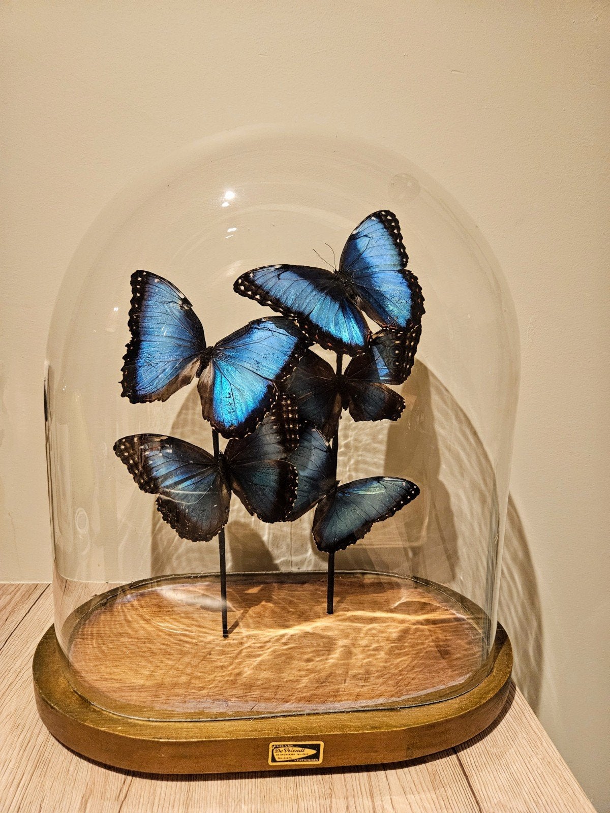 Grote stolp met 5 grote prachtige vlinders., Antiek en Kunst, Ophalen