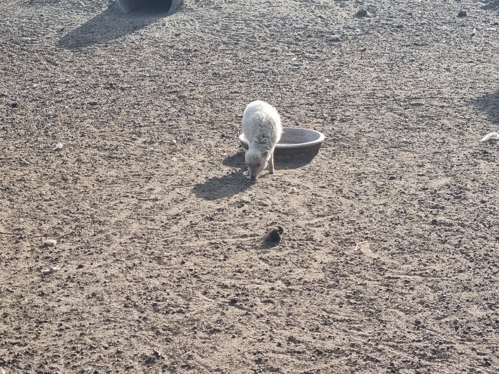 Ouessant schaapjes, Plusieurs animaux, Mouton, 0 à 2 ans