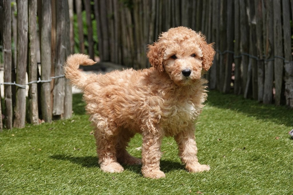 Prachtige abrikooskleurige Goldendoodle pups (medium), België, Overige rassen, CDV (hondenziekte), 8 tot 15 weken