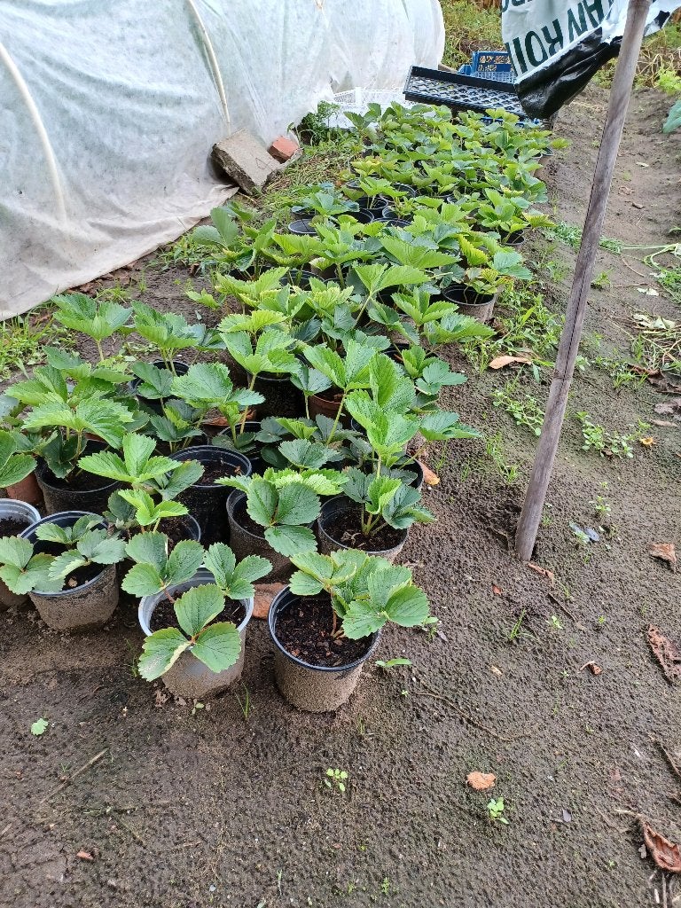 aardbeiplanten, Tuin en Terras, Ophalen