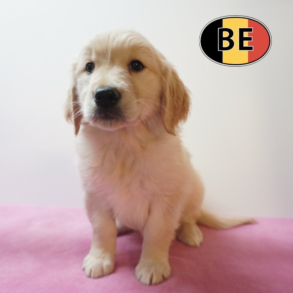 Chiots Golden Retriever au cœur tendre à vendre, Animaux & Accessoires, Golden retriever, Commerçant, Maladie de Carré (chiens)