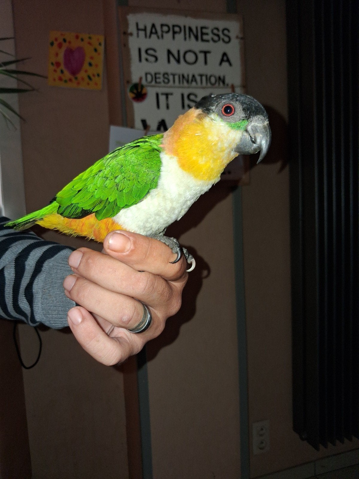 zwartkop caique, Dieren en Toebehoren, Tam