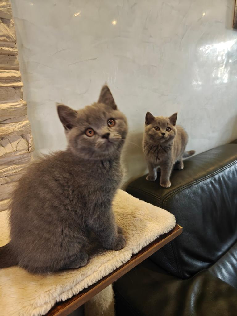 Britse korthaar, Dieren en Toebehoren, Katten en Kittens | Raskatten | Korthaar, Meerdere dieren, Gechipt, 0 tot 2 jaar