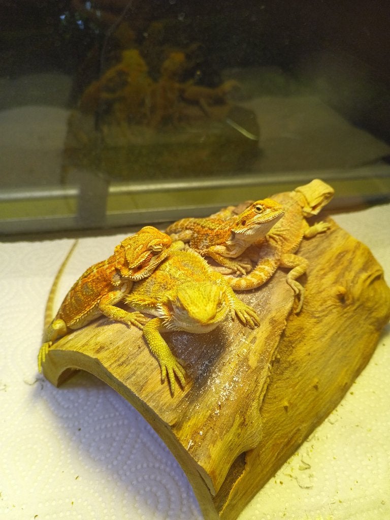 Mooie baardagamen, Dieren en Toebehoren, Reptielen en Amfibieën, Hagedis, 0 tot 2 jaar, Tam