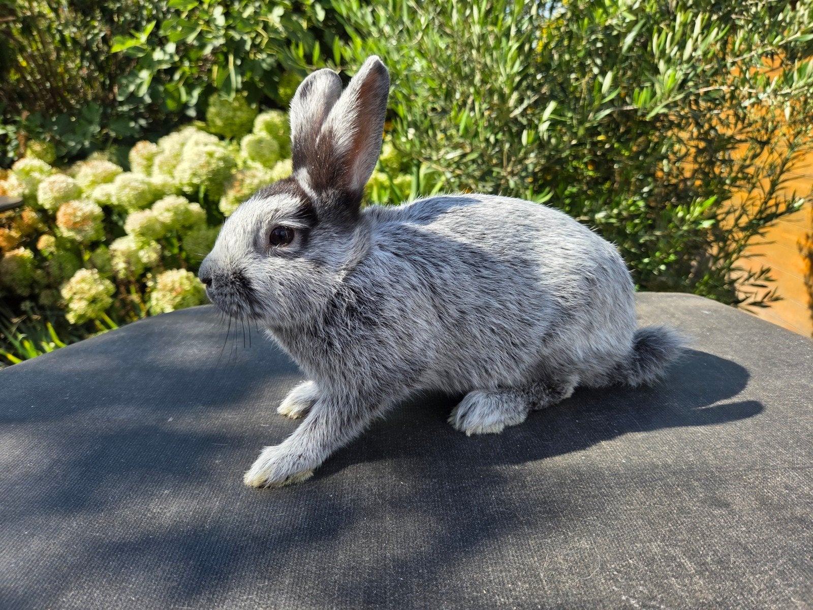 klein licht zilver konijnen, Dieren en Toebehoren, Meerdere dieren, Klein, 0 tot 2 jaar