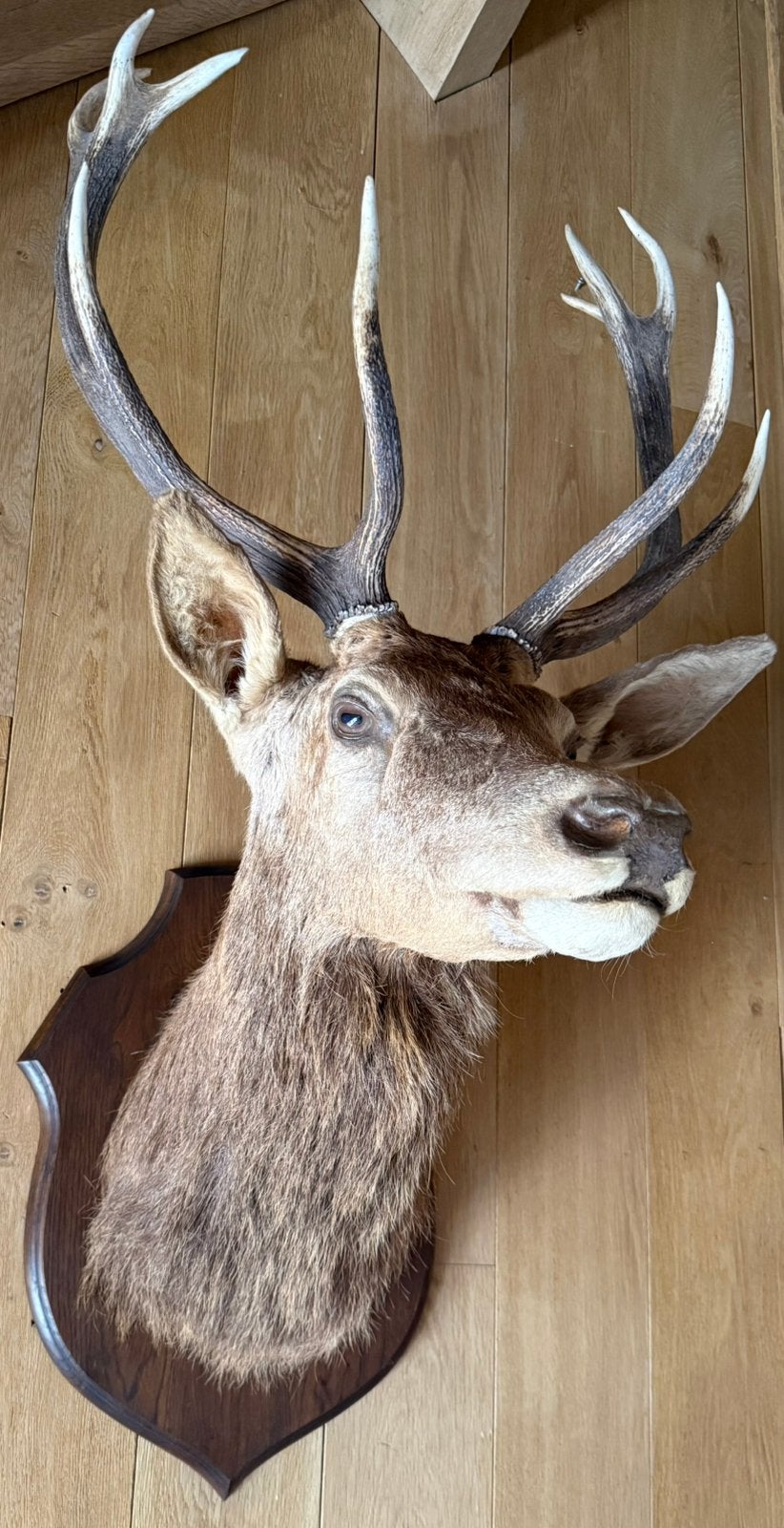 Grotere HERTEKOP met mooi vol gewei / taxidermie, Ophalen, Gebruikt, Hert, Gewei of Kop