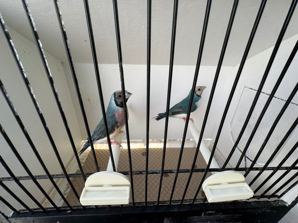 Koppel blauwe gouldamadines/goulds te koop ( Koppel 4 ), Dieren en Toebehoren, Vogels | Duiven