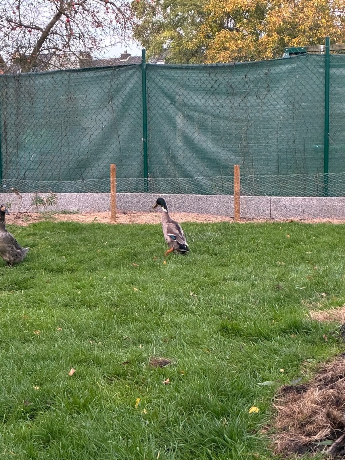 indische loopeend, Dieren en Toebehoren, Mannelijk, Eend