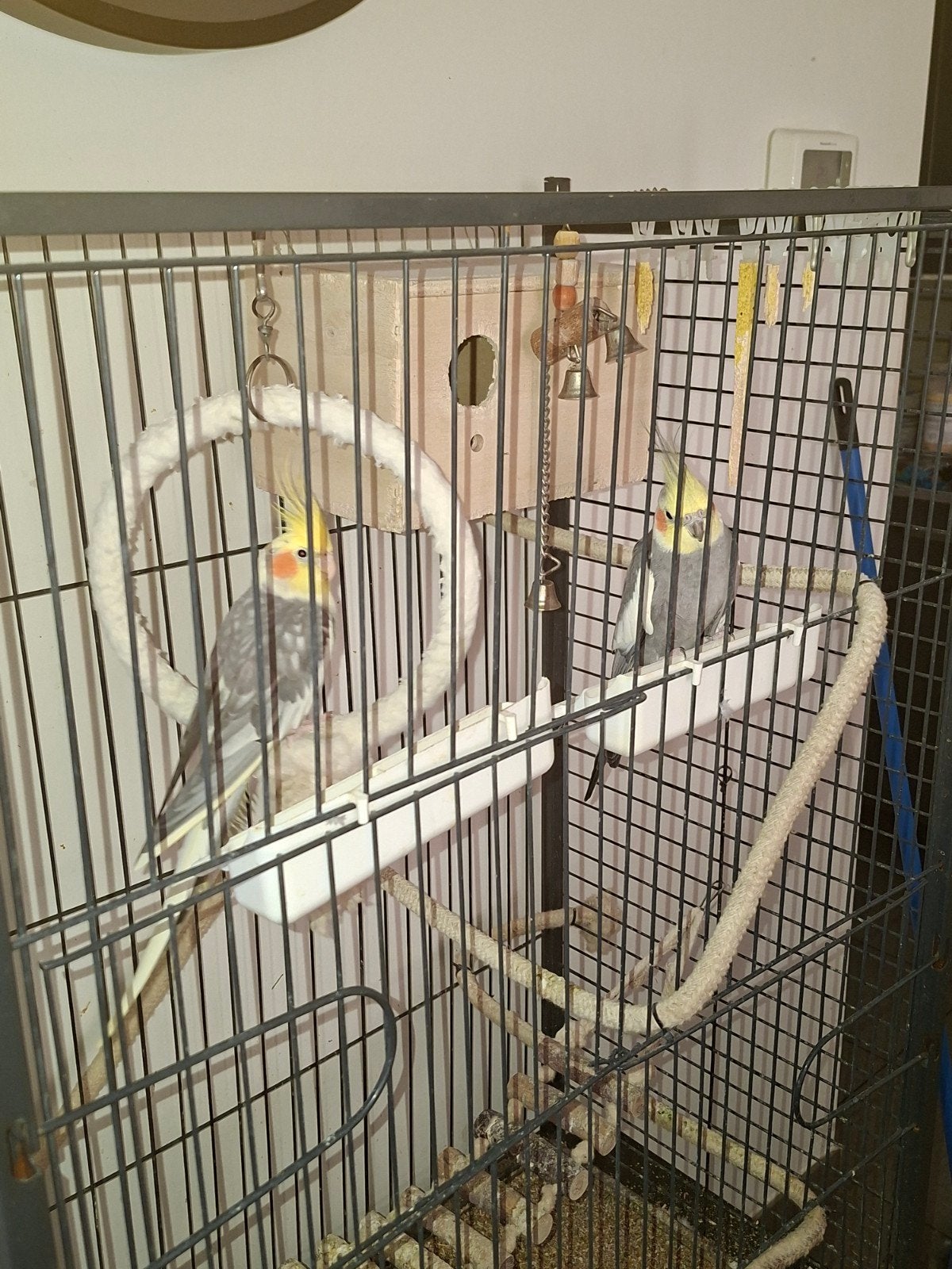 Calopsittes + cage, Enlèvement
