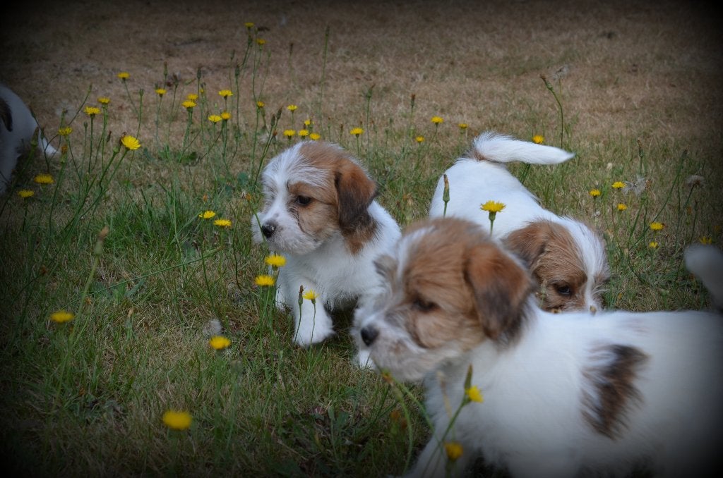 Chiots Jack Russell poil dur, Chien (mâle), Maladie de Carré (chiens), Belgique, Plusieurs