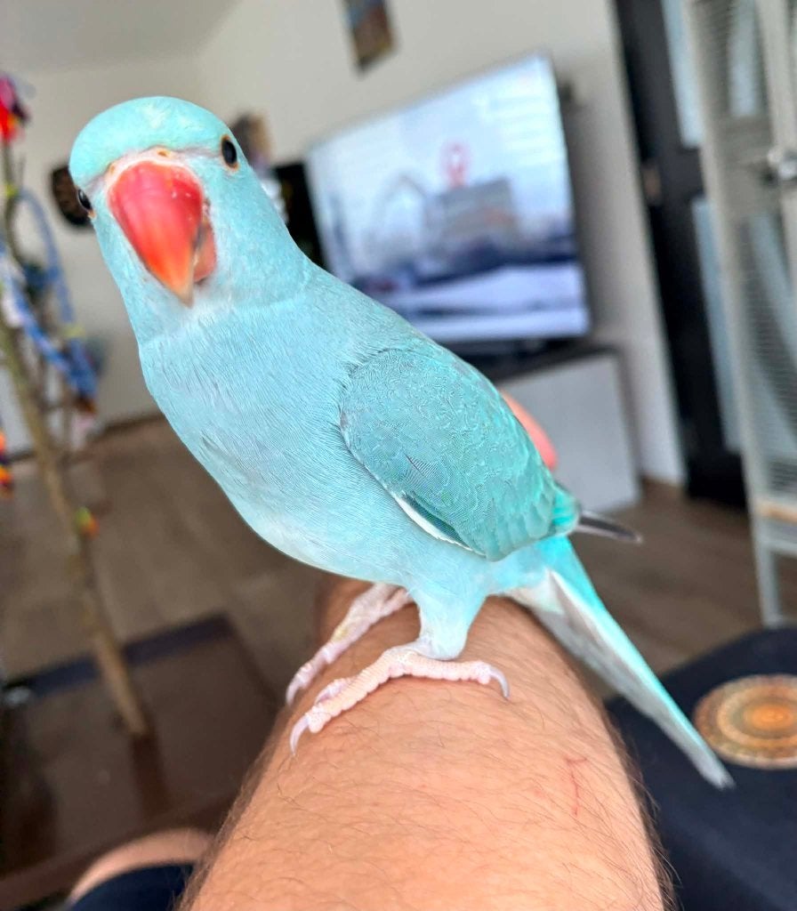 Perruche à collier apprivoisée, Animaux & Accessoires, Oiseaux | Perruches & Perroquets, Mâle, Perruche, Domestique