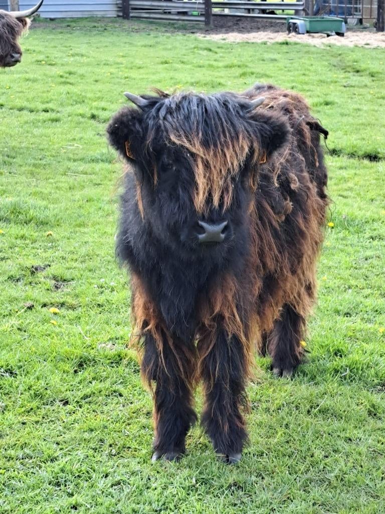 Schots Hooglandervaarsje, Dieren en Toebehoren, Vrouwelijk, 0 tot 2 jaar