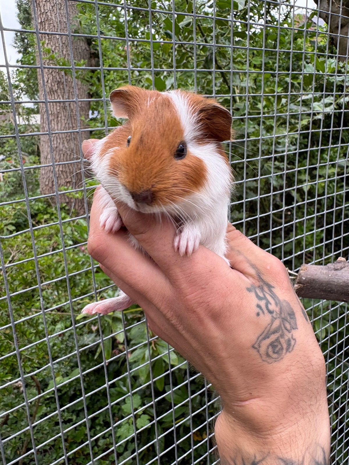 cavia beertje, Dieren en Toebehoren, Knaagdieren, Cavia, Mannelijk, Mei, Tam