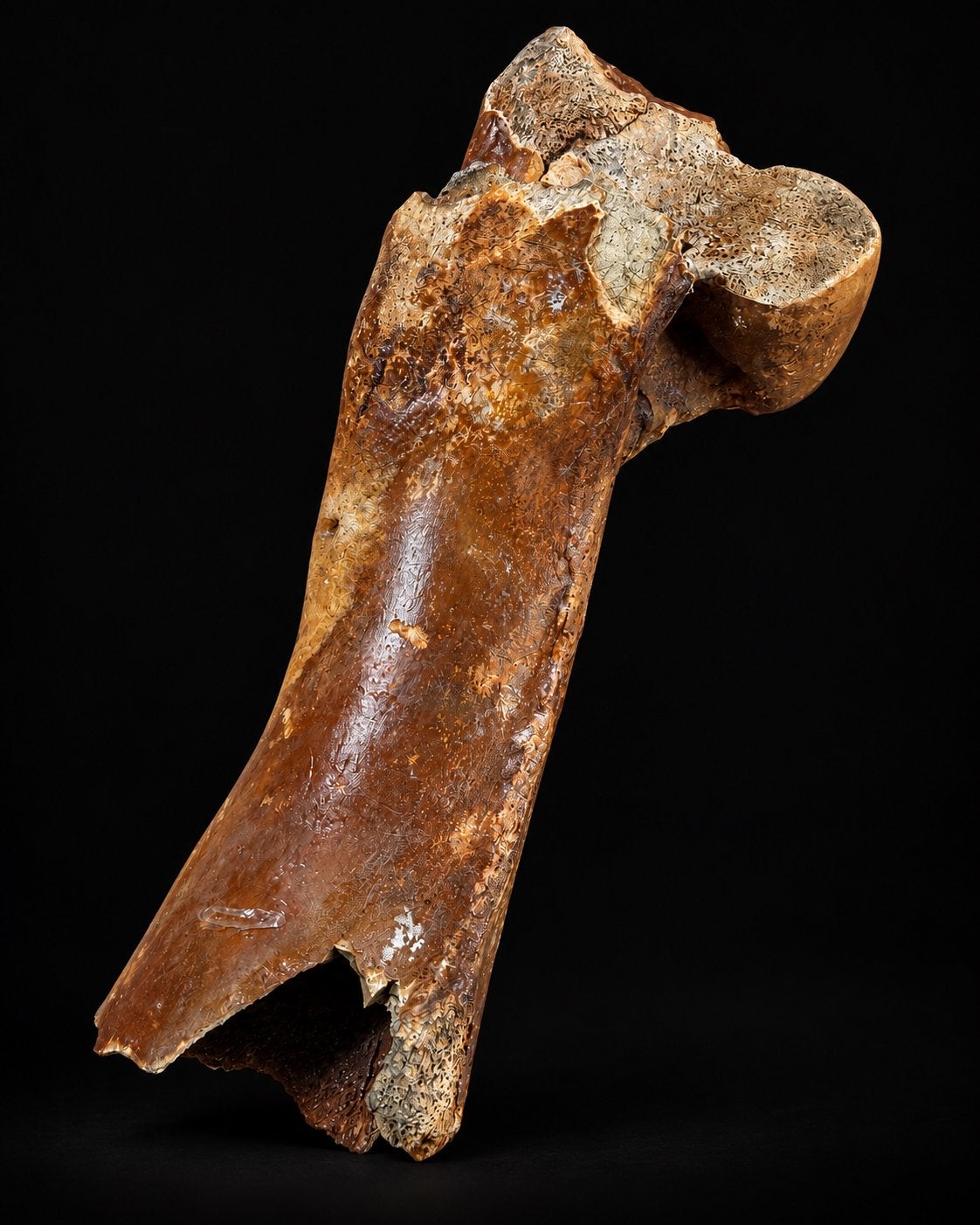 Bison des steppes à ossature fossile - Bison priscus - 30 cm, Collections, Enlèvement ou Envoi, Fossile