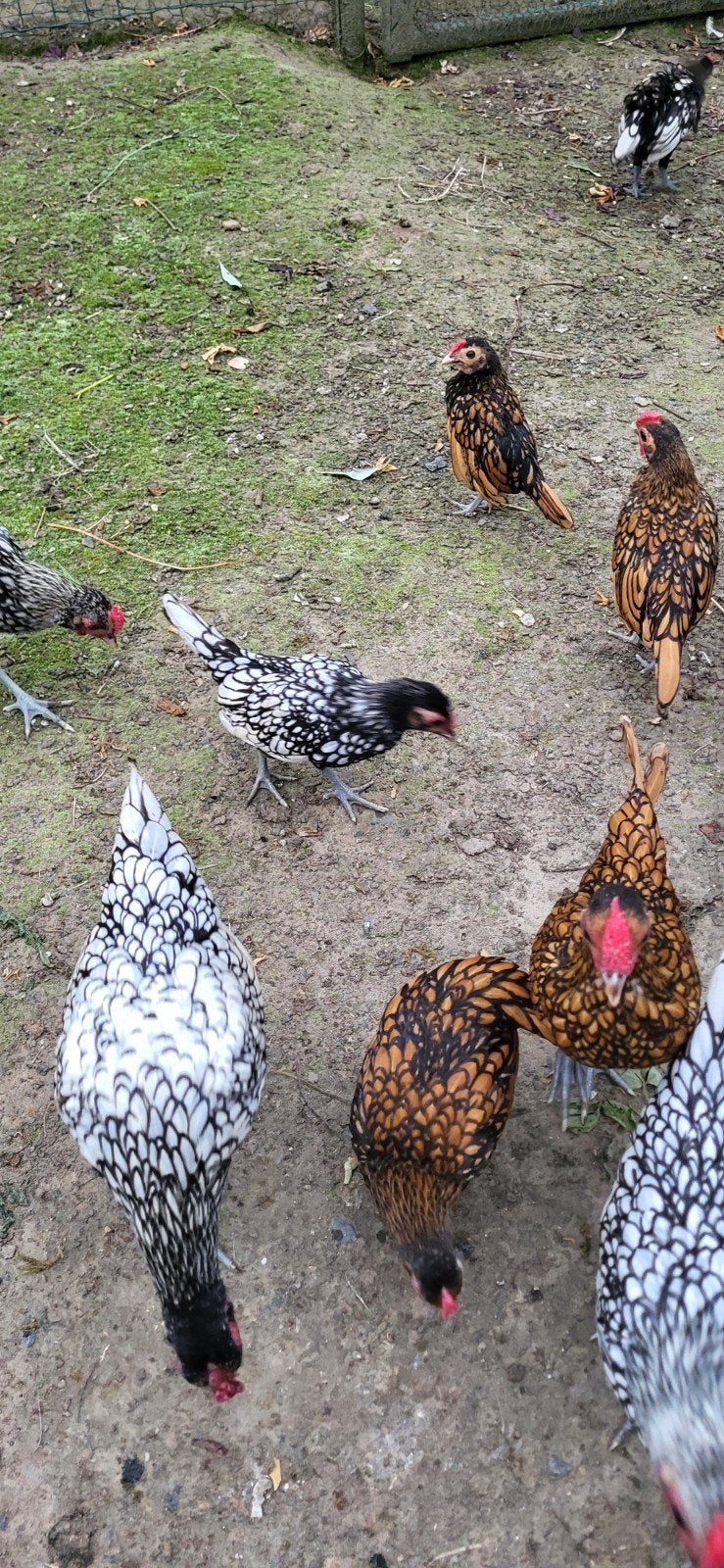 Sebright haantjes gratis, Dieren en Toebehoren
