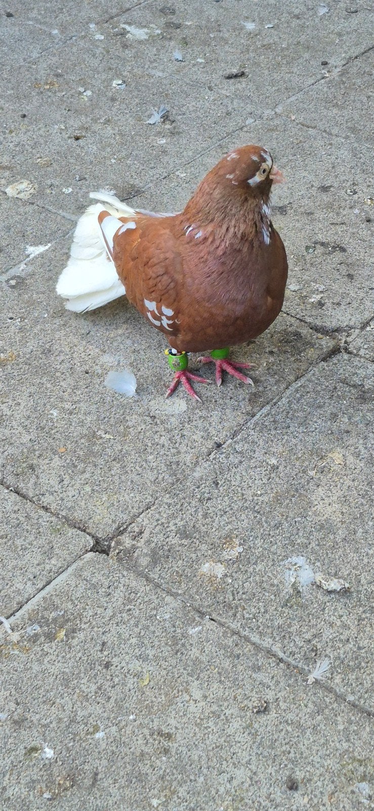 duiven te koop, Dieren en Toebehoren, Vogels | Duiven