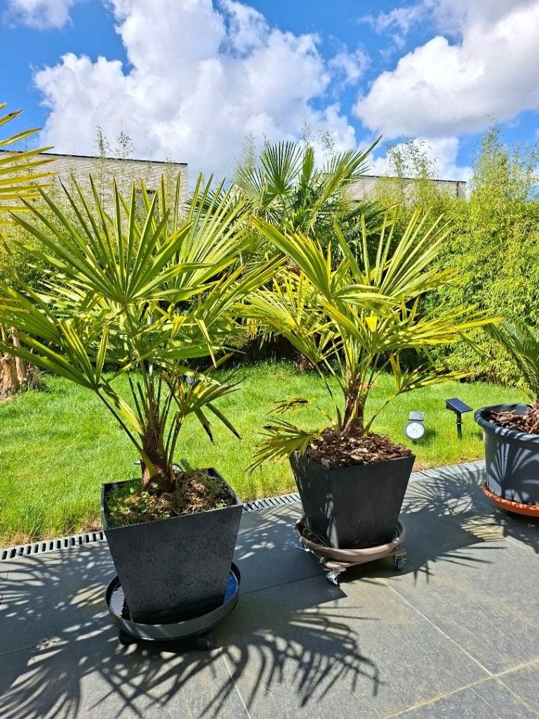 1 of meerdere medium palmen (trachycarpus), Tuin en Terras, Overige soorten, Lente, 100 tot 250 cm, Ophalen