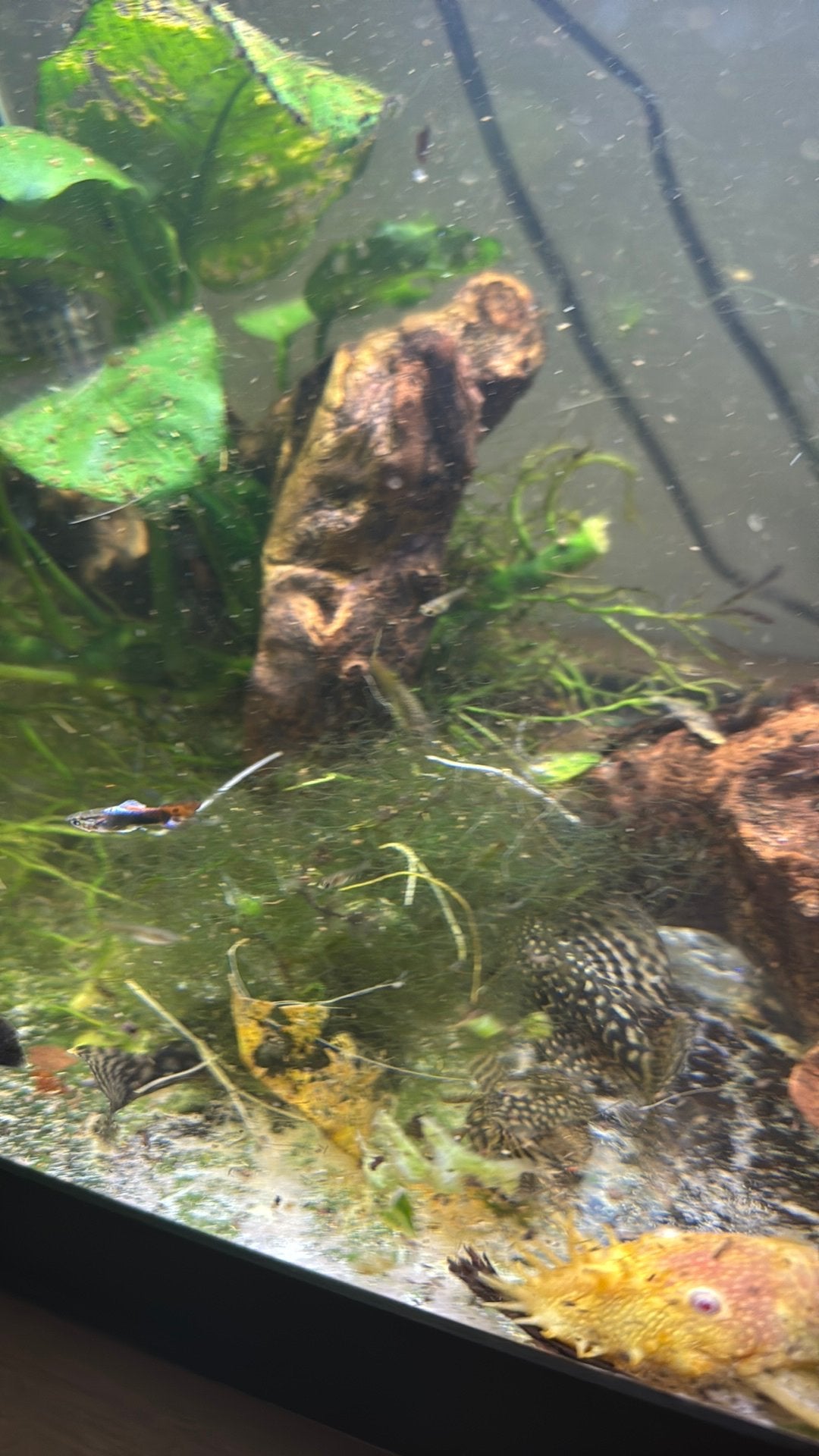 Guppy’s, Vis, Zoetwatervis