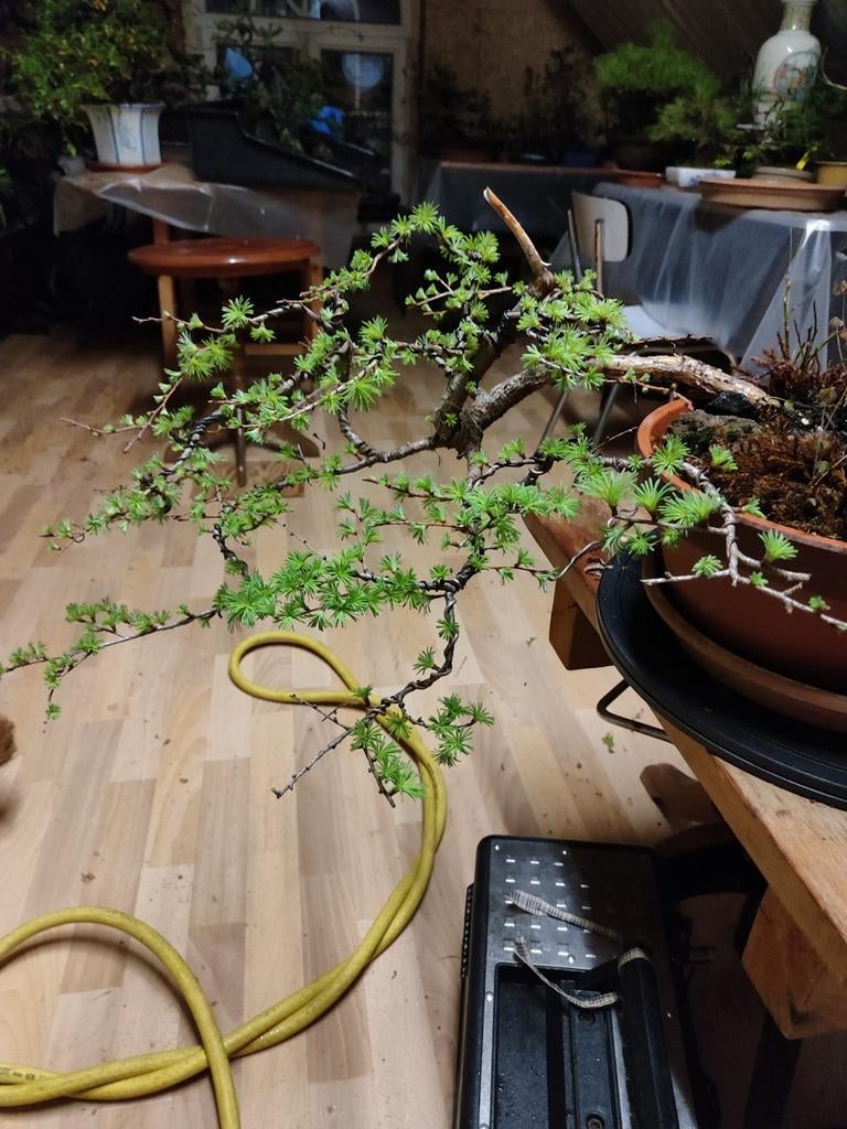 Belle plante de départ : bonsaï, mélèze, Jardin & Terrasse, Plantes | Jardin, Plante fixe, Autres espèces, Été, Enlèvement