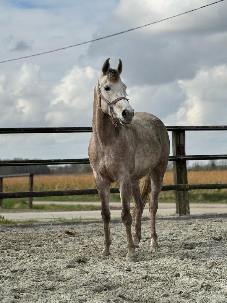 Belgisch Arabisch Volbloed te koop, Hongre, Débourré, Moins de 160 cm, Avec pedigree