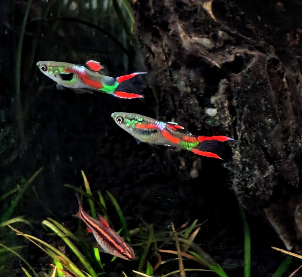 Endlerguppys baby’s doe een bod, Animaux & Accessoires, Poissons | Aquariums & Accessoires, Neuf, Enlèvement
