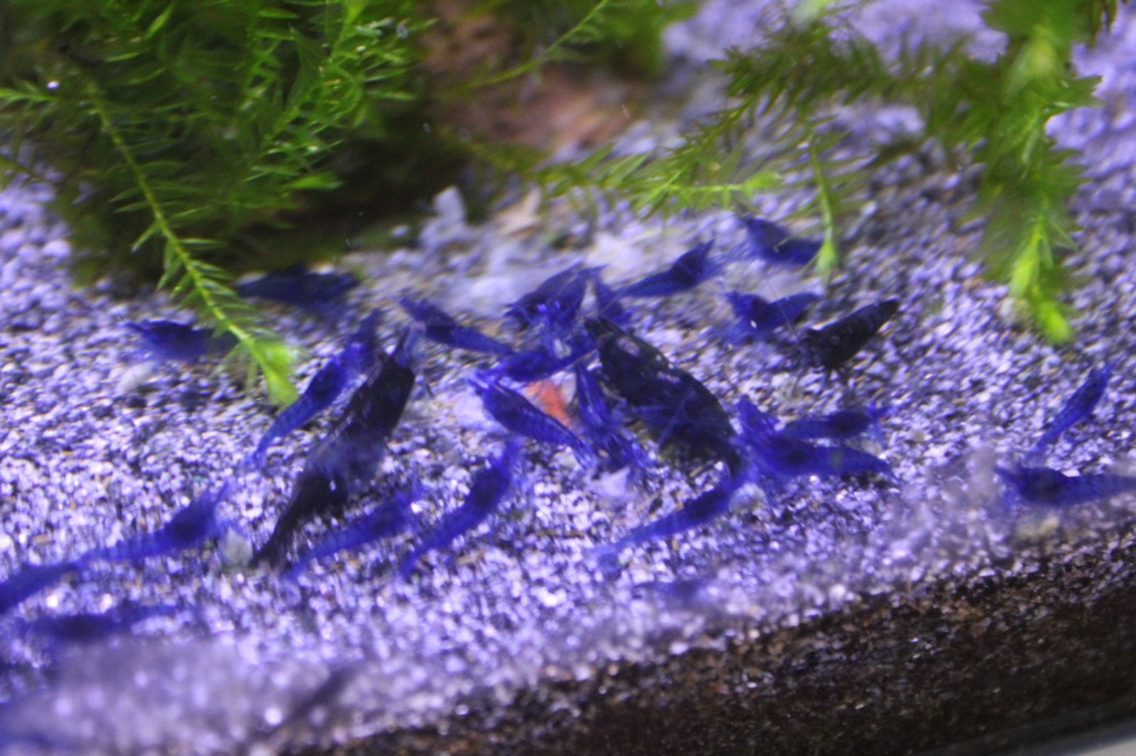 Neocaridina Blue Dream garnalen