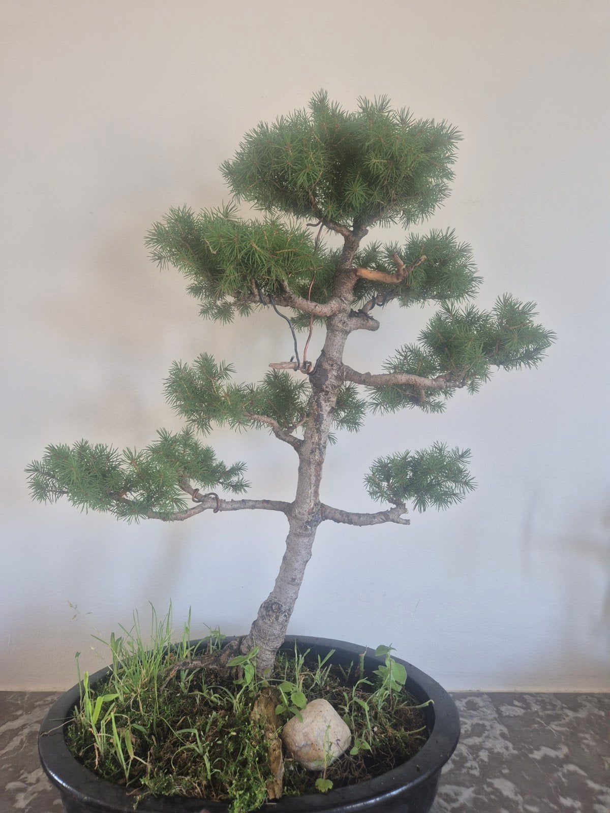 pre bonsai - picea abies, Enlèvement