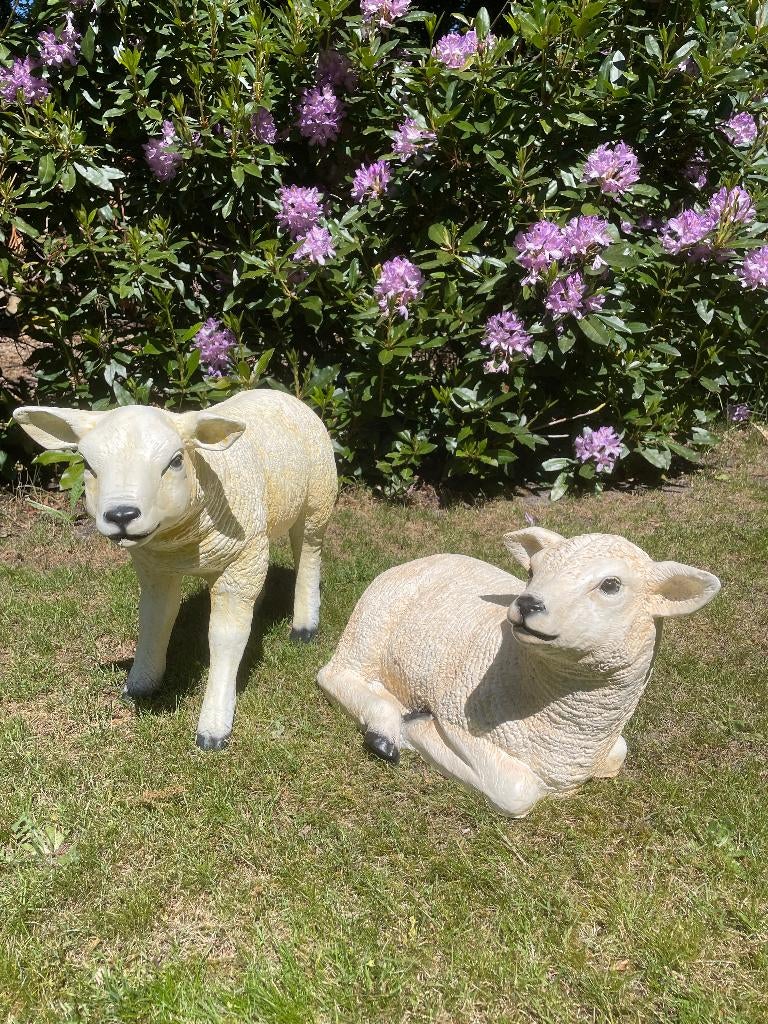 Ensemble d'images : Texel, moutons, agneaux, jardin, ferme, Enlèvement, Neuf, Synthétique, Animal