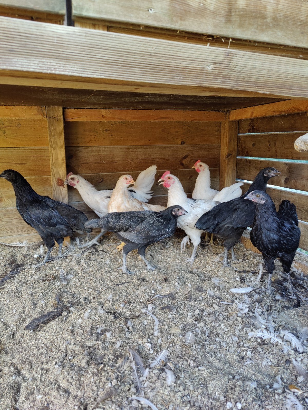 legkippen te koop, Dieren en Toebehoren, Pluimvee