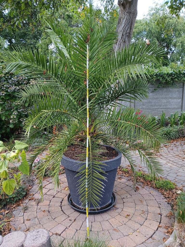palmboom in pot - hoogte 1,5 m, Ophalen, Winter, Vaste plant, Overige soorten