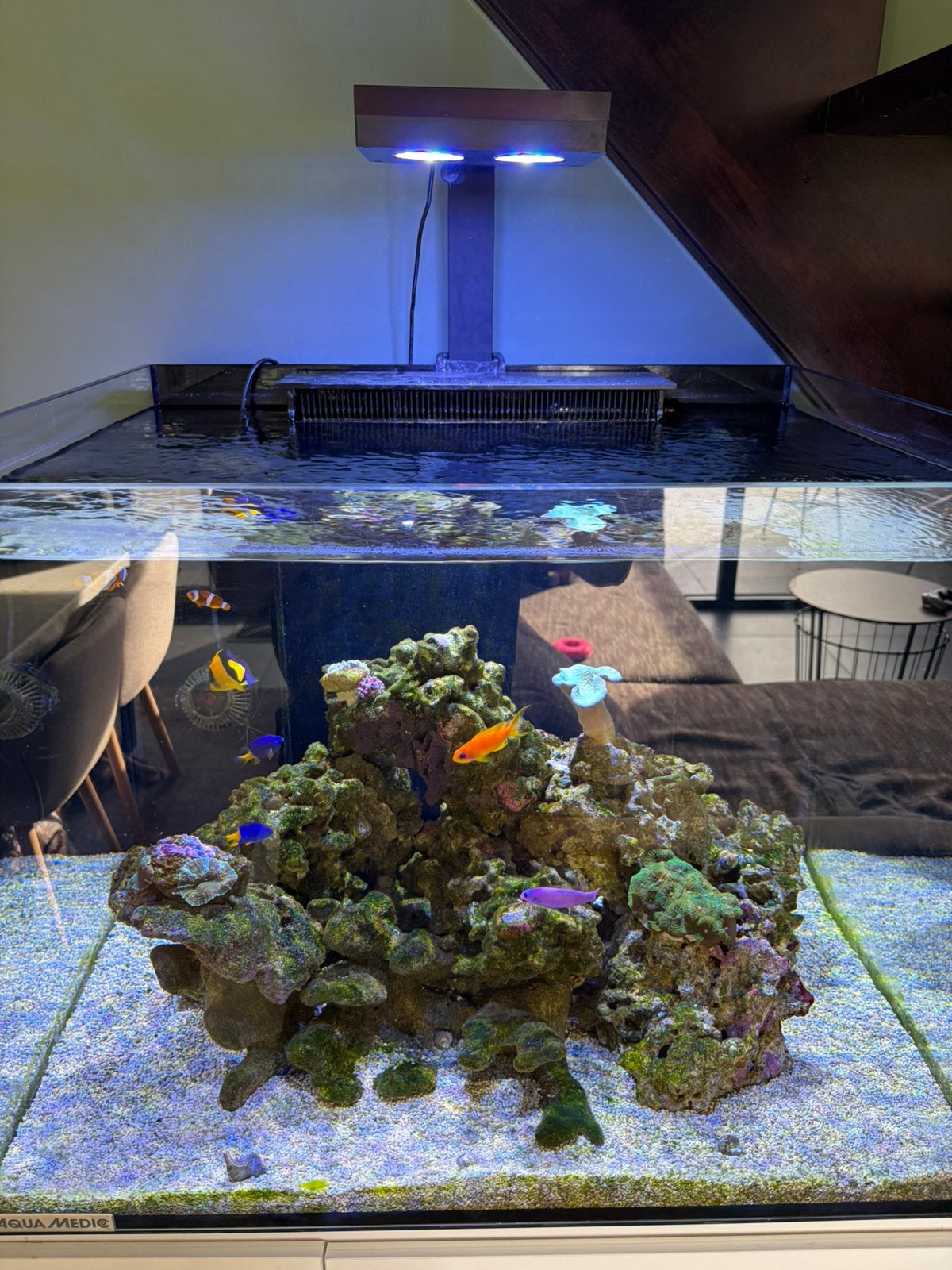Compleet Zeeaquarium (Aqua Medic) 250l, Dieren en Toebehoren, Ophalen, Inclusief vissen, Zo goed als nieuw, Aqua Medic