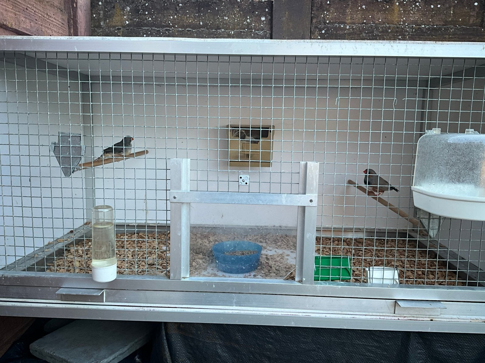 Zebravinken +kooi, Dieren en Toebehoren, Vogels | Overige Vogels