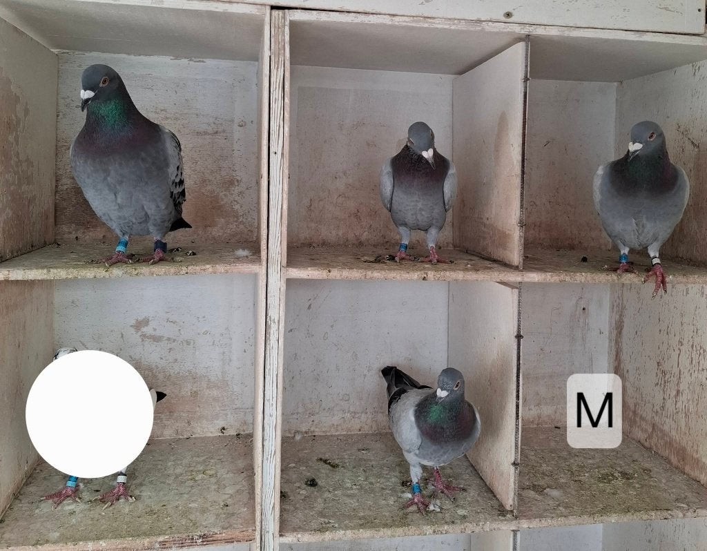 bevlogen jonge duiven, Dieren en Toebehoren, Meerdere dieren, Postduif