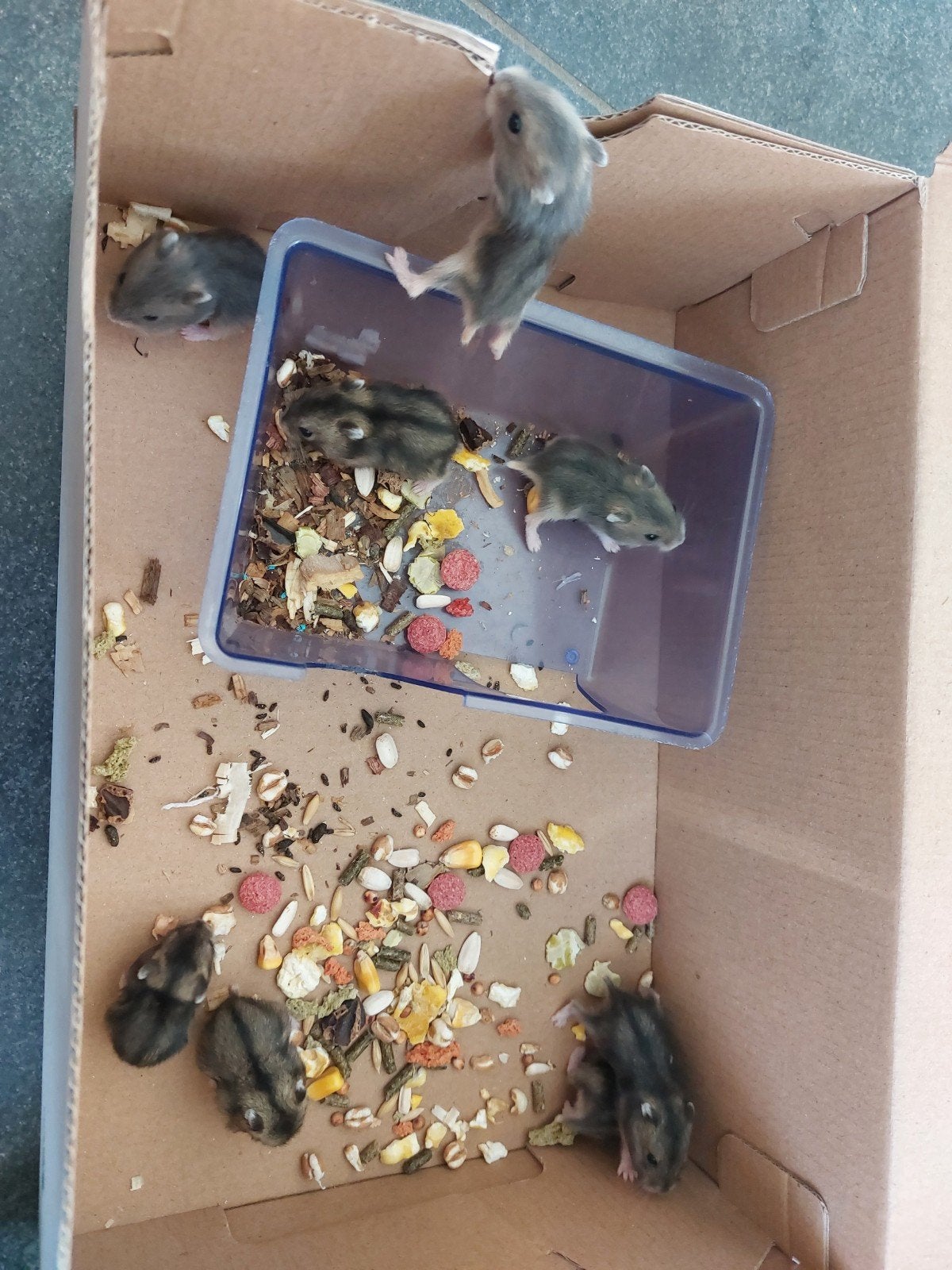 russische dwerghamsters te koop, Hamster, Augustus, Meerdere dieren, Tam
