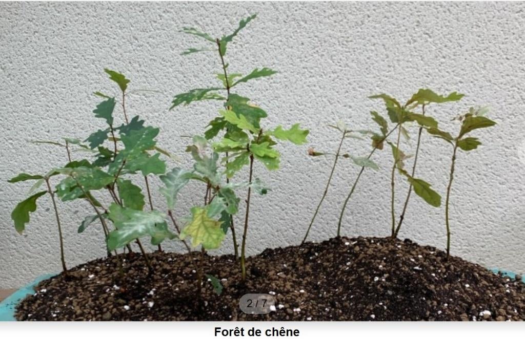 Quercus robur,  zomereik(jes), jonge planten GRATIS, Tuin en Terras, Planten | Tuinplanten, Volle zon, Vaste plant, Lente, Ophalen