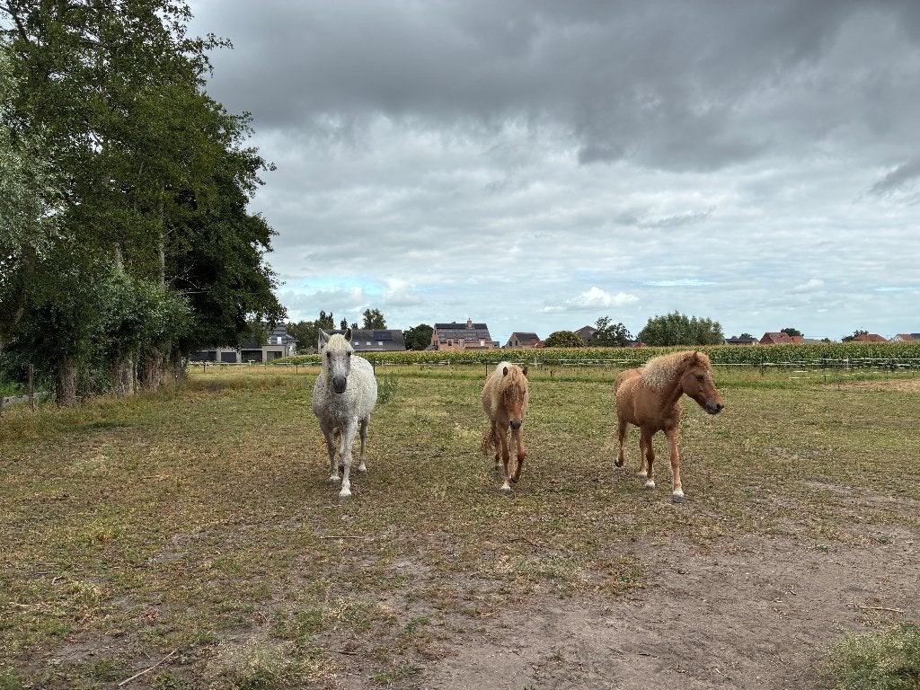 Verzorgpaarden, Dieren en Toebehoren, Paarden
