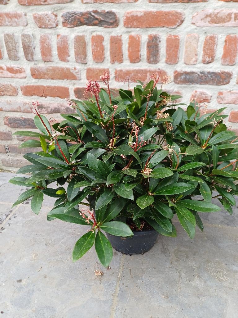 Skimmia, Ophalen