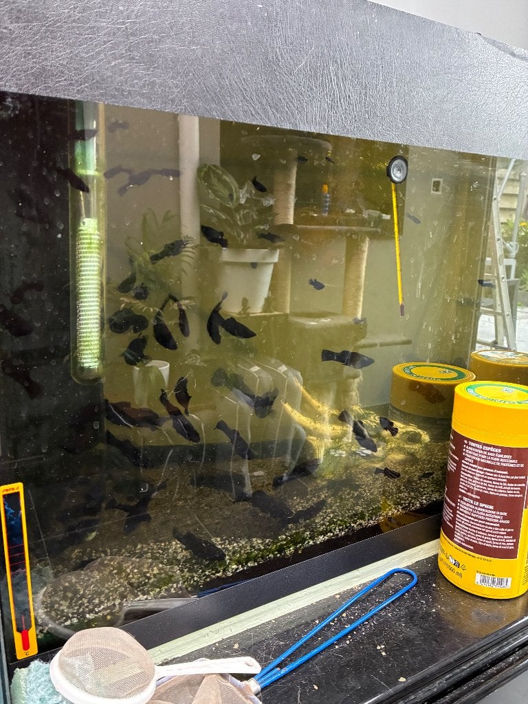 Black molly, Dieren en Toebehoren, Vis, Zoetwatervis