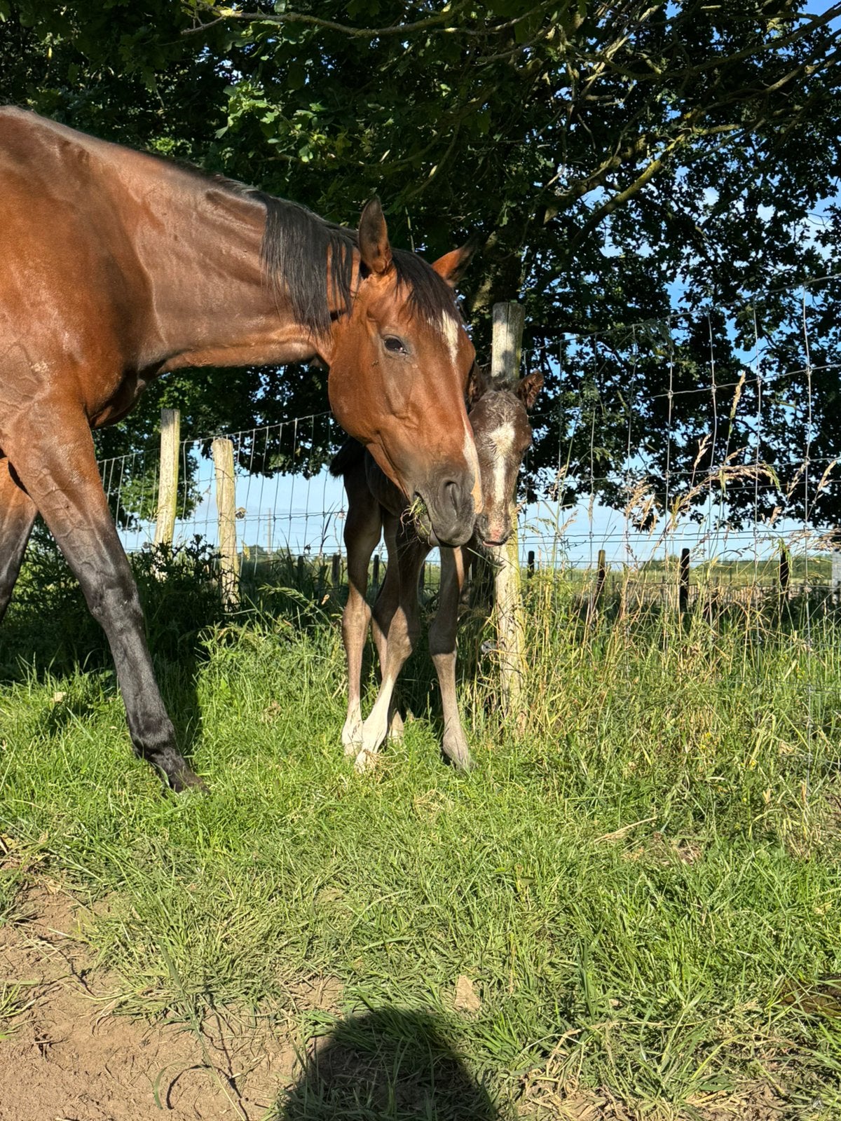 Draagmerrie/ weidemaatje, Dieren en Toebehoren, Paarden, Merrie, Met stamboom, 7 tot 10 jaar, 160 tot 165 cm